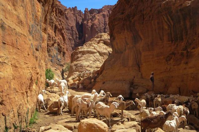 A freshwater spring attracts Toubou nomads and their goats to a canyon in the Ennedi Mountains of Chad.