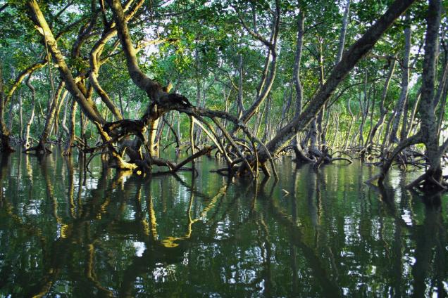 Mangrove forest located in the Mida Creek, Malindi, Kenya