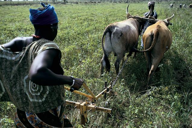 A woman ploughs her fields, Mali.