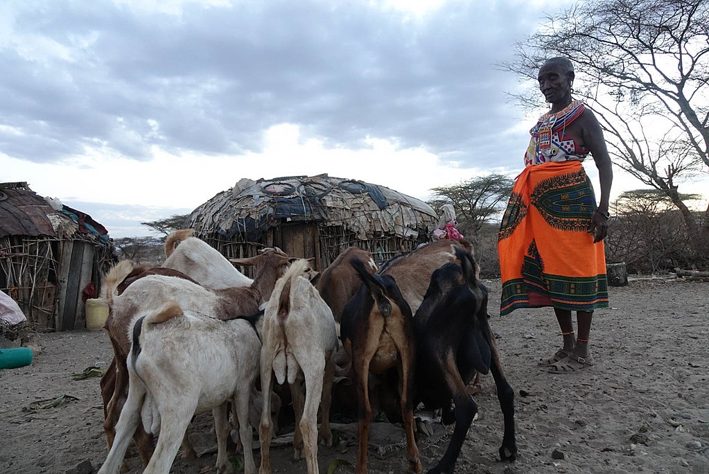 A woman stands over some goats who drink out of small container