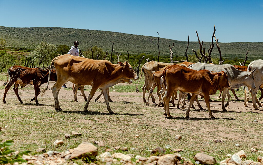 Cattle are being herded by a young man