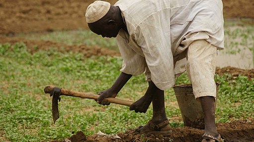 A man bends over the earth with a hoe in the hand preparing land for harvest