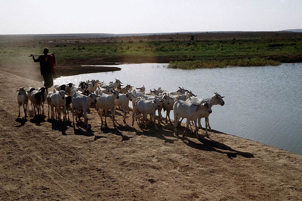 A man drives a herd of goats on the water's edge towards the camera