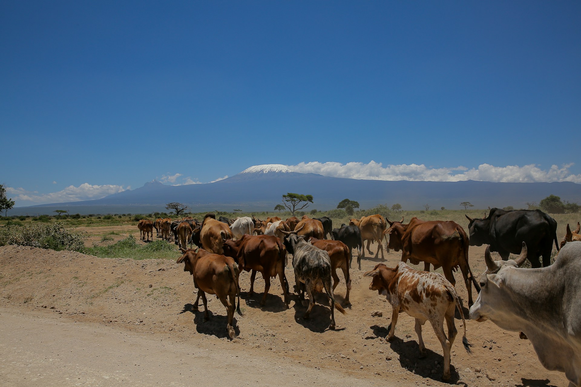A herd of cows walls along a dirt road