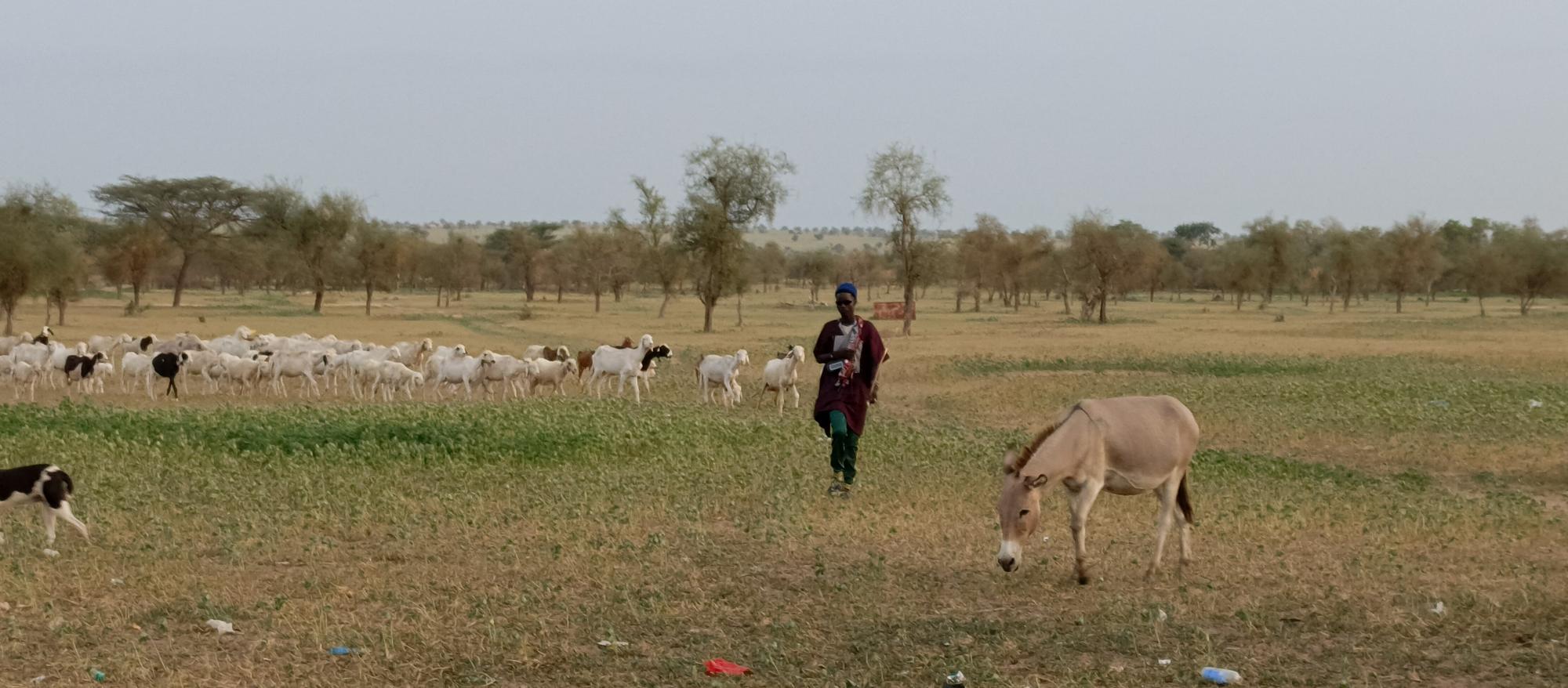 A shepherd returning with his flock after a day's grazing in the Dodji sylvo-pastoral reserve in Ferlo - Image by Baba Ba