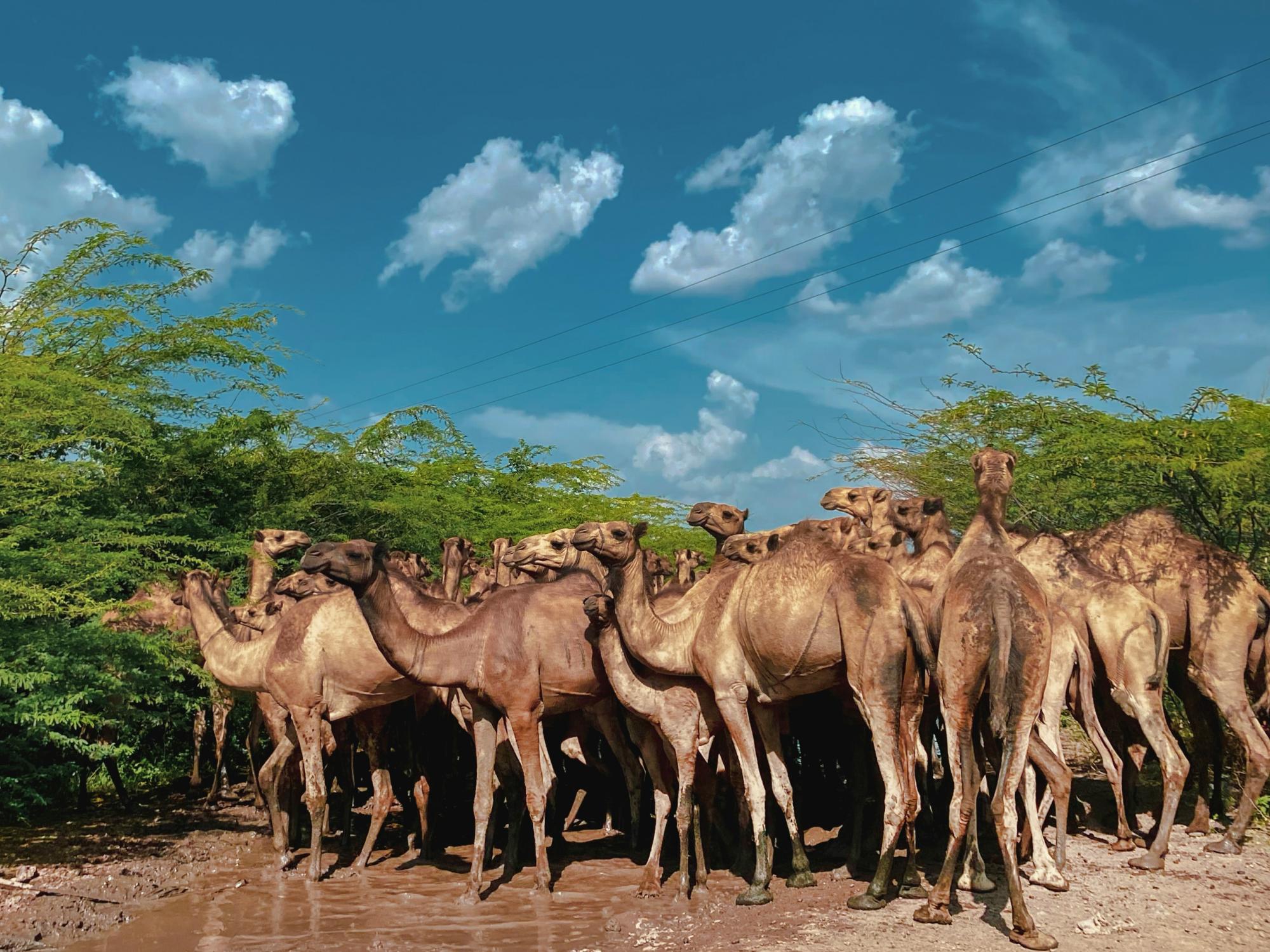 A herd of camels graze on trees while standing in some water