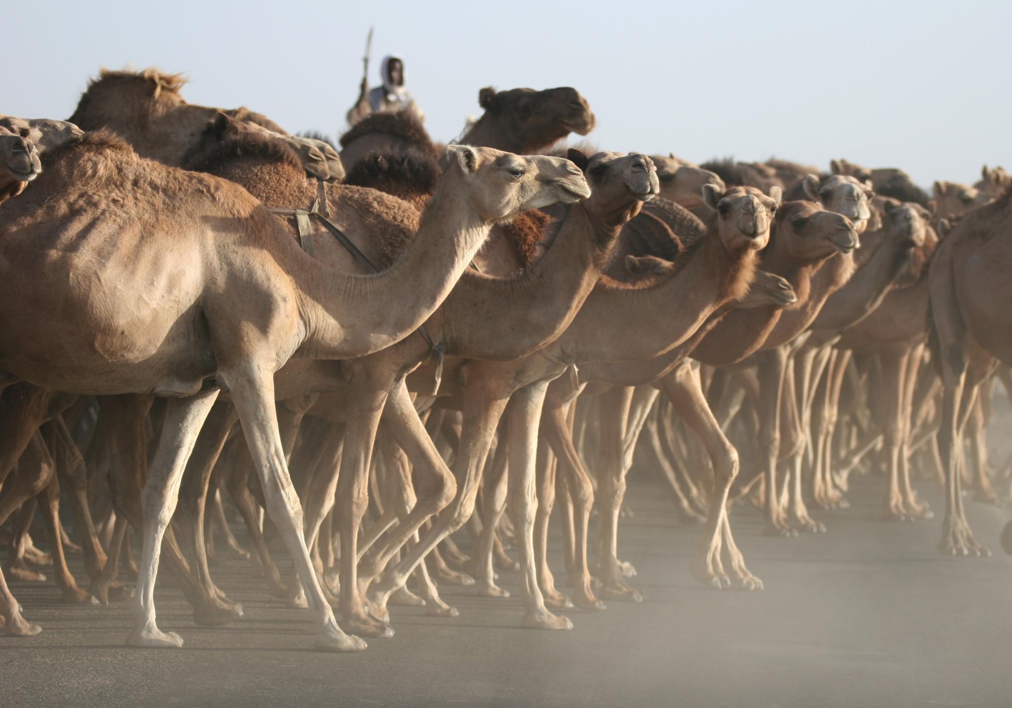 A man riding a camel, surrounded by other camels