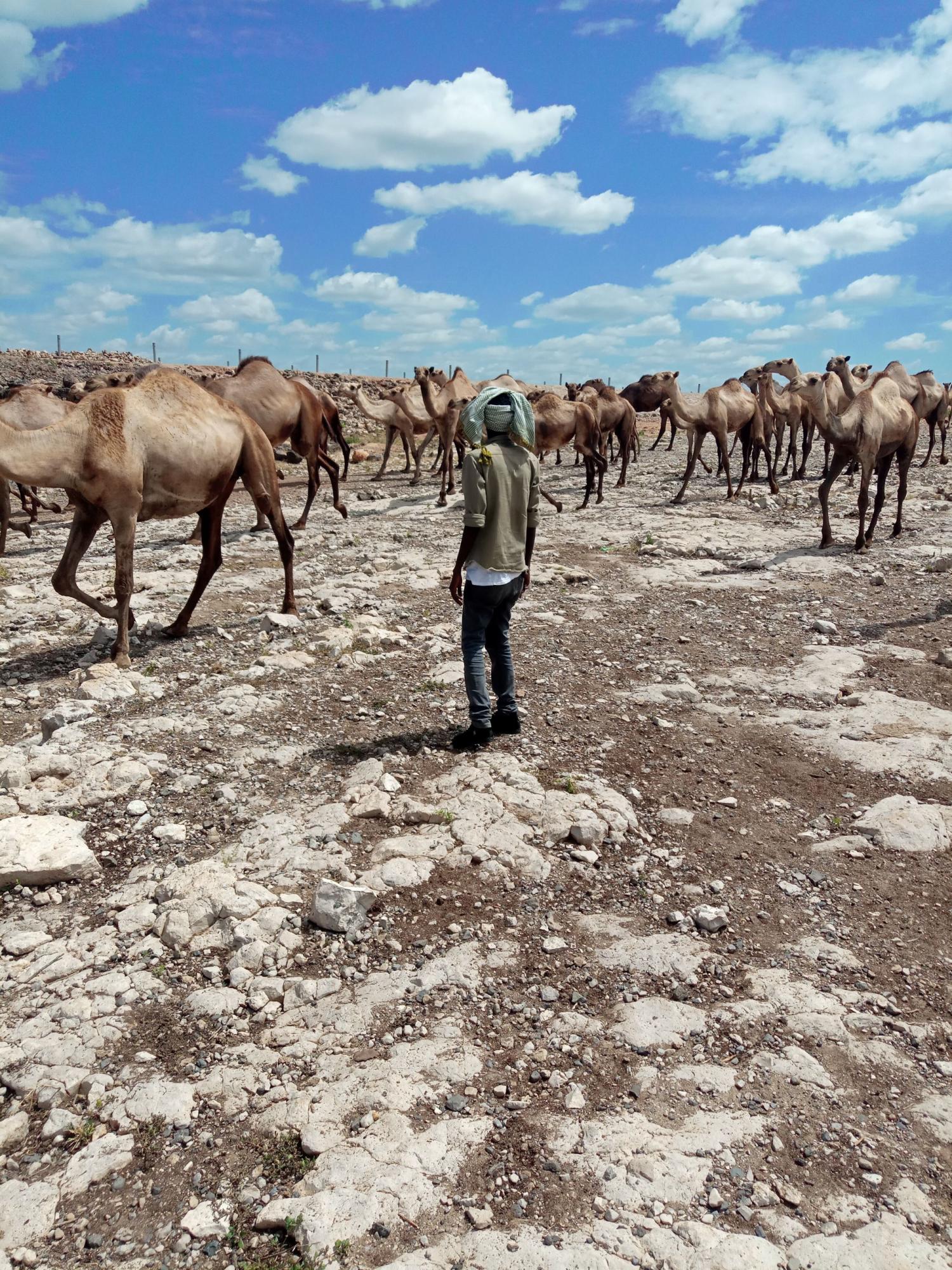 A man with his back to the camera drives a herd of camels through an arid landscape