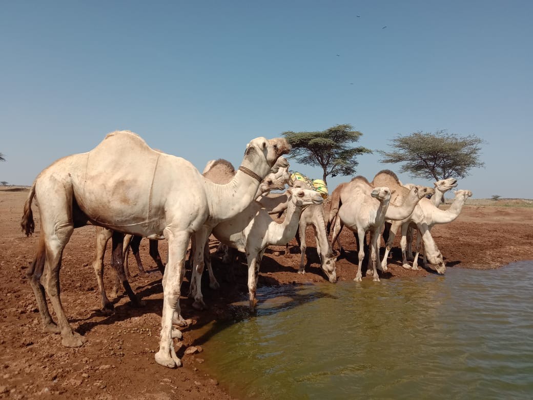 A group of camels stand drinking water