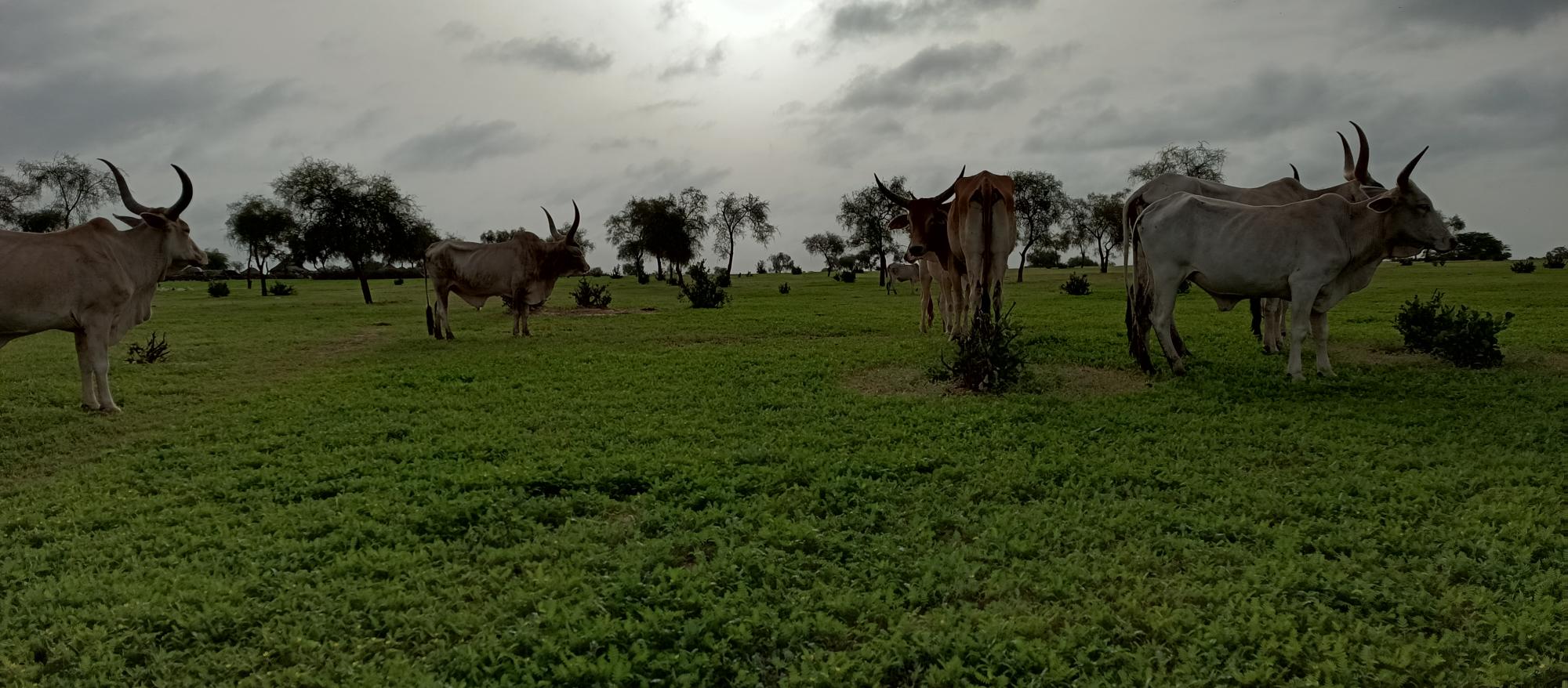 Cow herd in the Ferlo sylvo-pastoral zone at the beginning of the rainy season