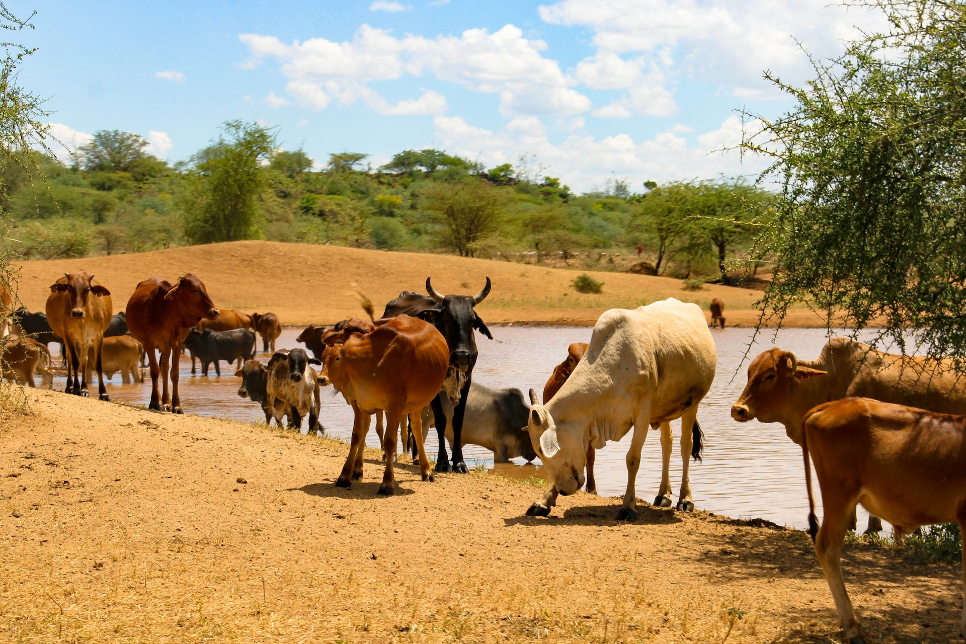 A herd of cows graze by a water source