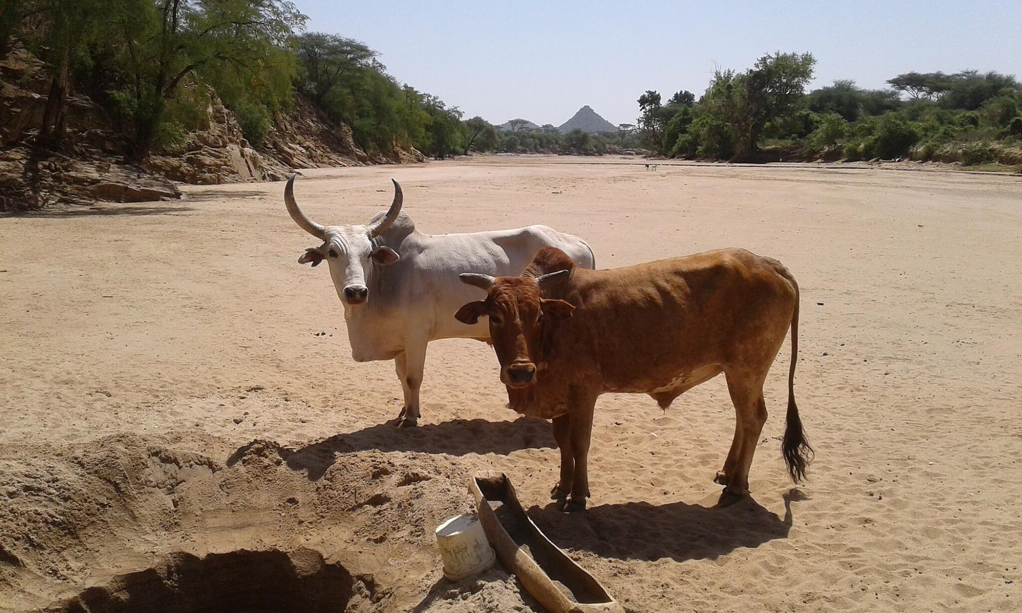 Close up of two cows standing together near a borehole in an arid landscape