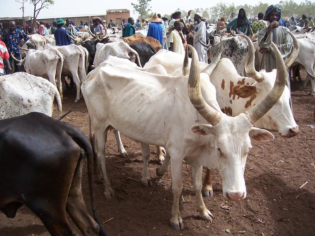 Groups of cows stand while men mill around a livestock market