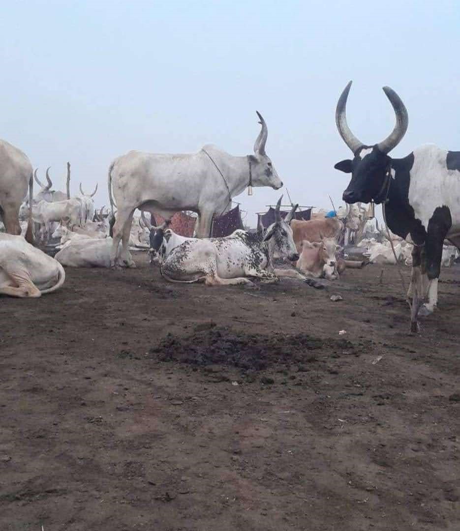 Dinka cattle image by Kenyatta University SPARC
