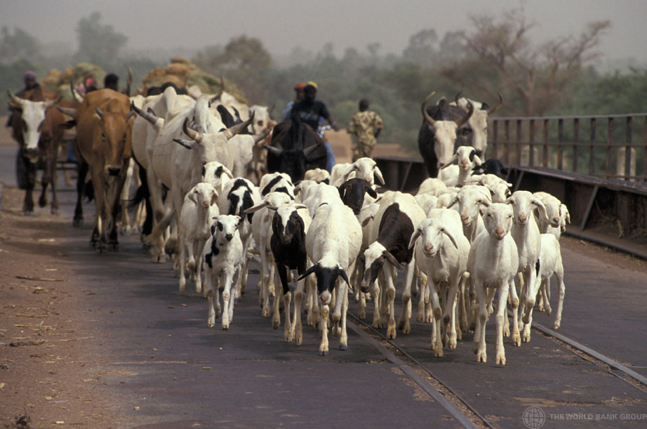 A man in the background drives a herd of cattle over a bridge towards the camera