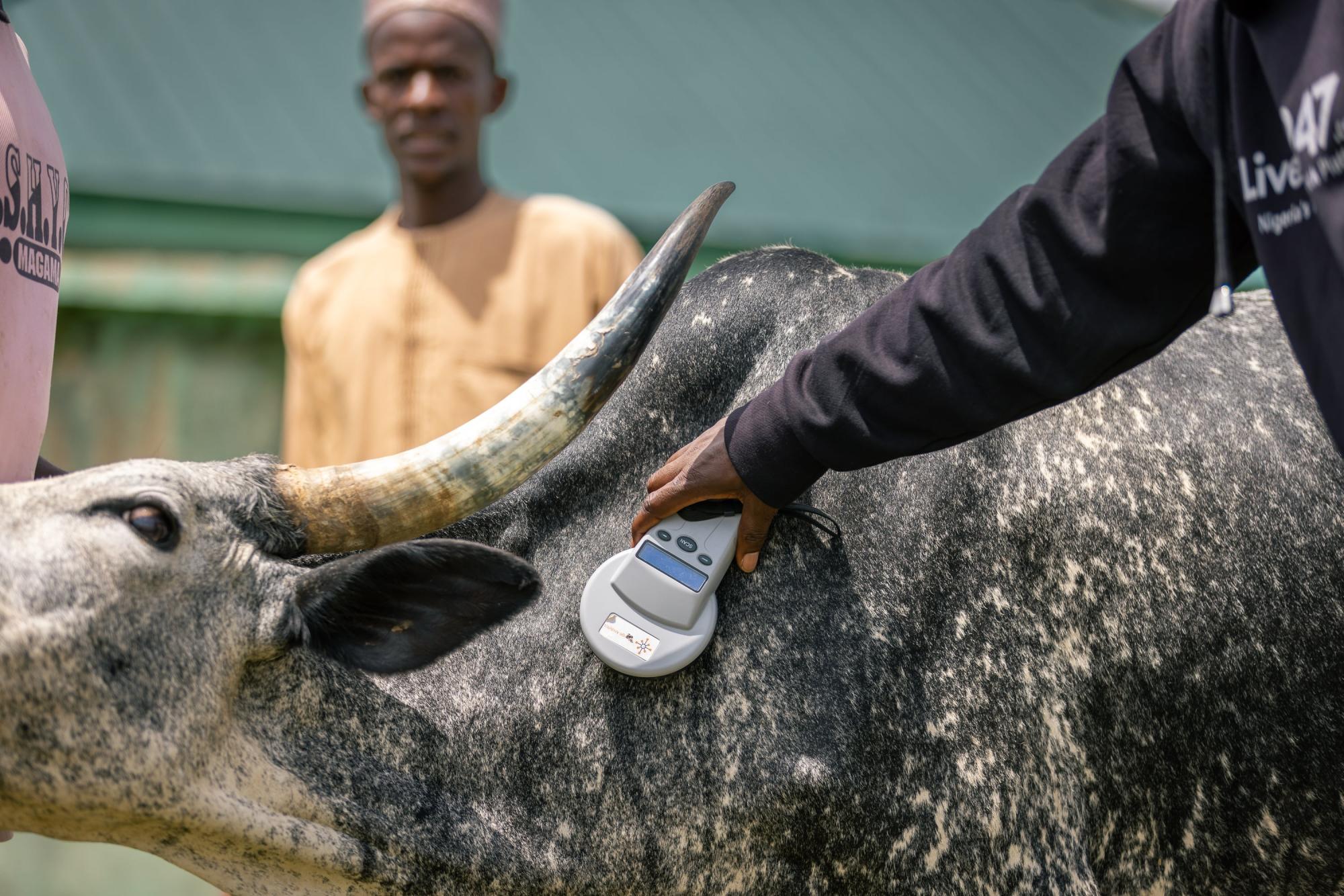 Microchipping cows