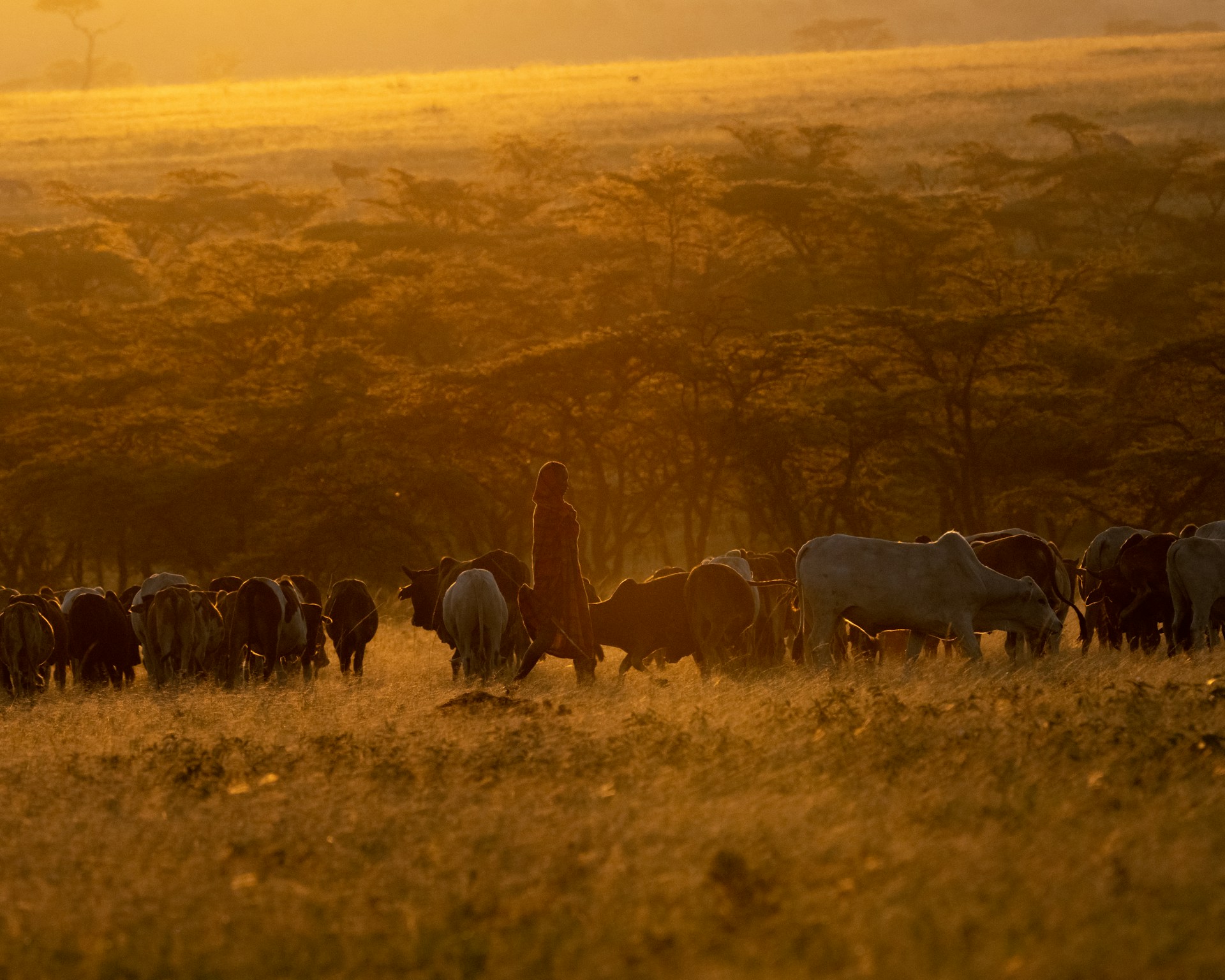 A figure stands silhouetted in a field with cows in the background