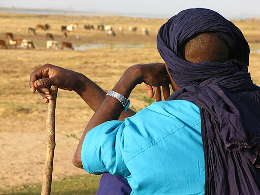 The back of man’s head as he looks towards the distance at some grazing livestock