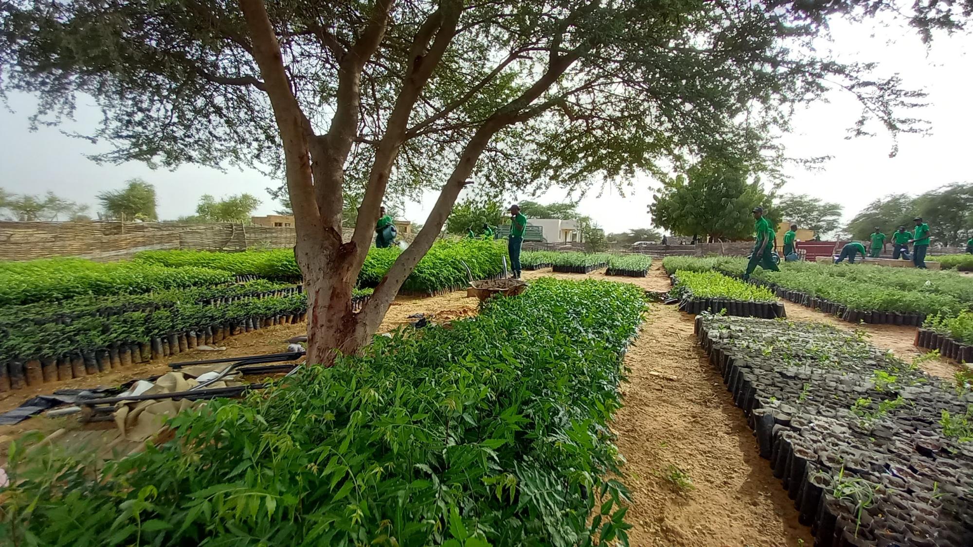 Preparation of reforestation nurseries as part of the Great Green Wall at the Tessekere base, the six boreholes' forestry and pastoral reserve - Image by Baba Ba