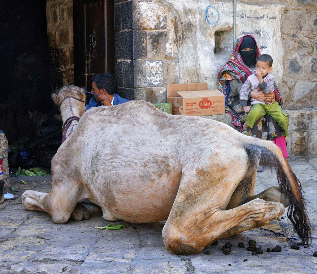 A camel sits on the ground next to a man while a woman holding a small child stands nearby