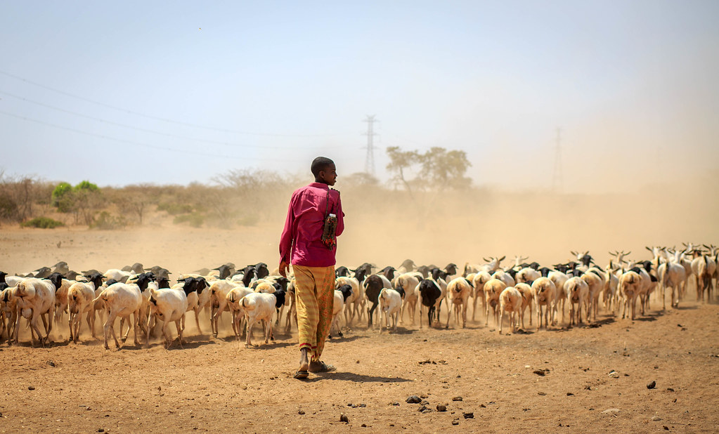 A man walks behind a herd of goats in drylands