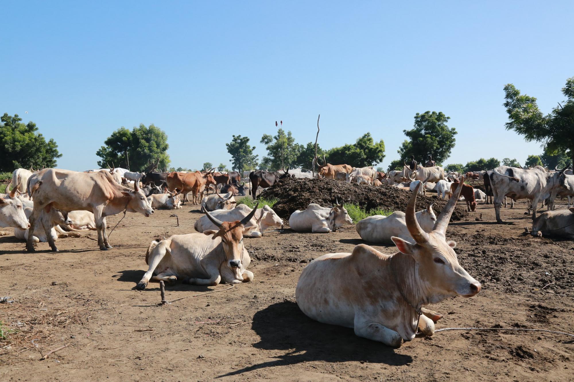 Biemruok Cattle Camp Bentiu South Sudan