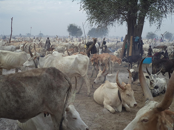 Cattle camp in Unity State.