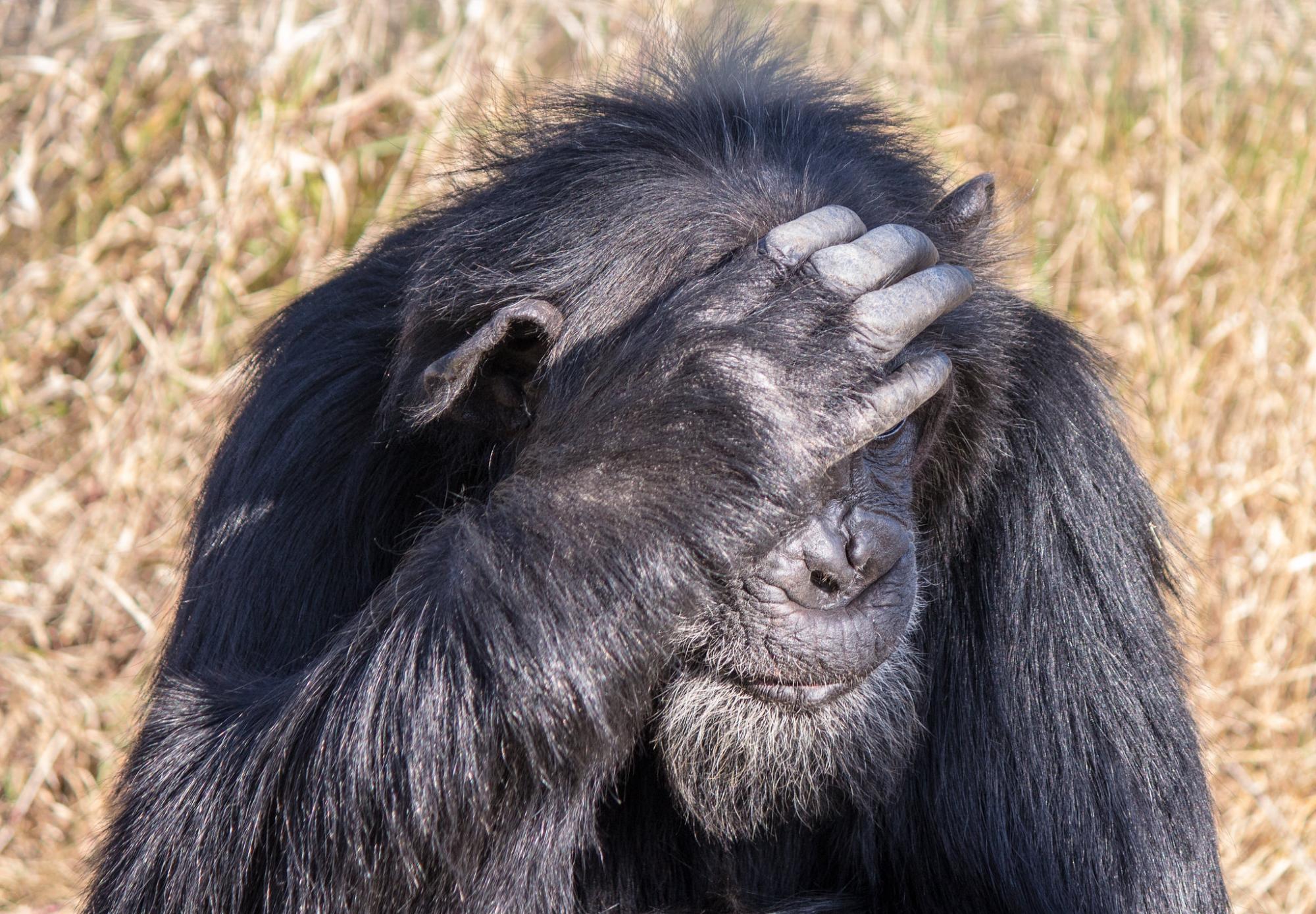 Chimpanzee, Ol Pejeta Conservancy, Kenya.