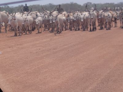 Large herd of cattle belonging to a Dinka family - Image by Kenyatta University / SPARC