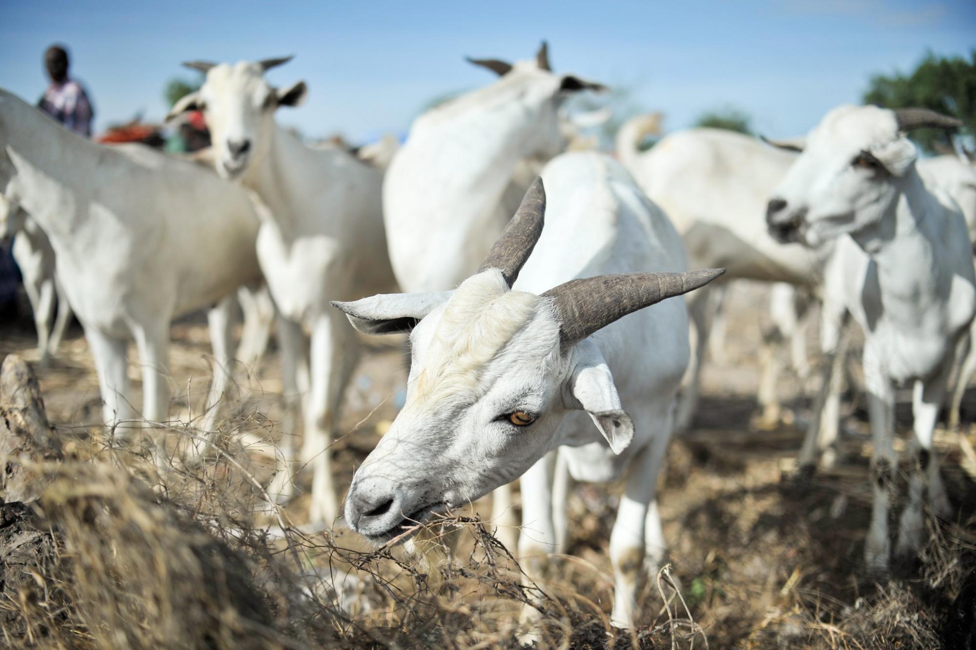 Goats eat grass at Bakara animal market.