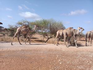 A camel in Somalia - image by Muzzamil Abdi Sheikh