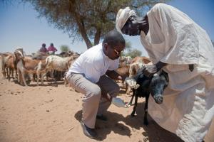 FAO officers provide medical treatment for sheep and goats in Kuma Garadayat, North Darfur.