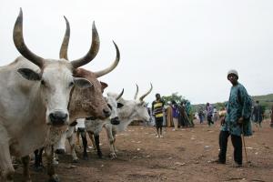 Le marché aux bestiaux de Niamana, à Bamako, le plus grand du Mali. 