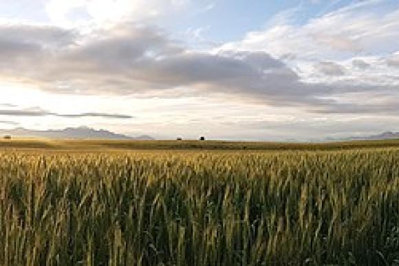 wheat field 