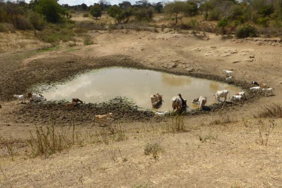 Four weeks after the rains, this pond in Makueni county, Kenya, built through public works, was almost dry, and no-one was using what water was left as it was contaminated by livestock. 