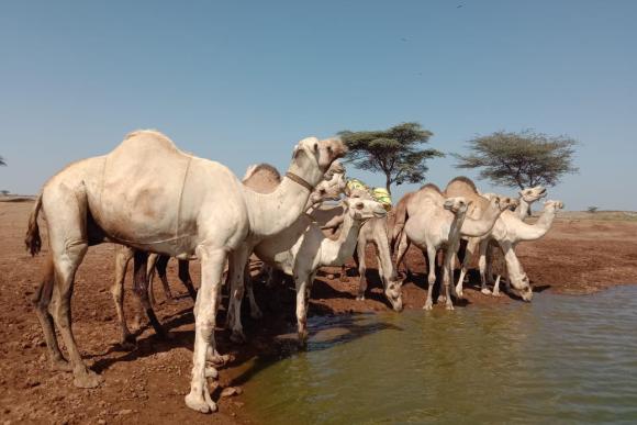 A group of camels drinking water 