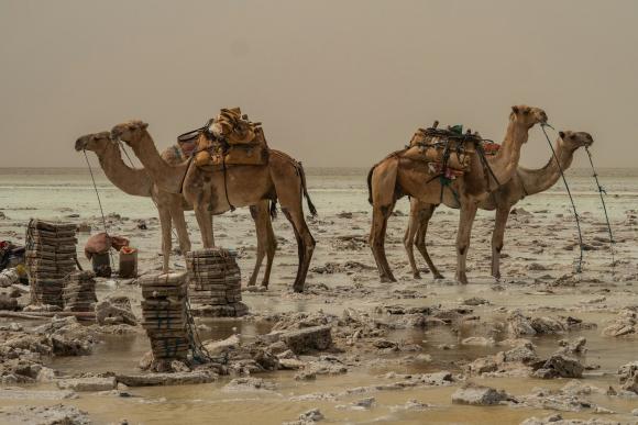 Camels stand in a salt plain in an arid landscape