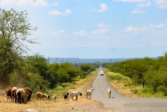 A herd of goats in the fireground graze by the side of a long road in Kenya