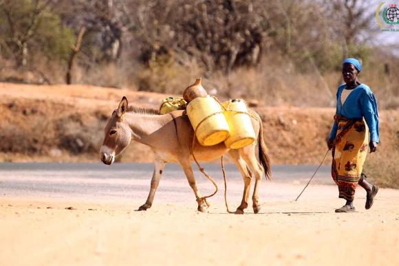 The drought in Kenya has exacerbated the water shortage. People carry water with donkeys./ Credit:Bünyamin Aygun/ Milfoto (CC BY-NC-ND 2.0)