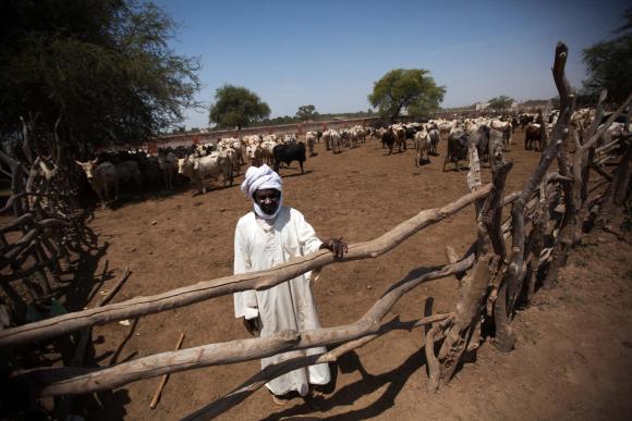 A cattle trader at the animal market in Forobaranga, West Darfur - Image by Albert González Farran / UNAMID