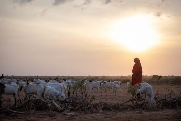 A mother leads her goats to pasture in the drought-afflicted Somali region of Ethiopia, 2022. Credit UNICEF Ethiopia Mulugeta Ayene. CC BY-NC-ND 2.0 DEED