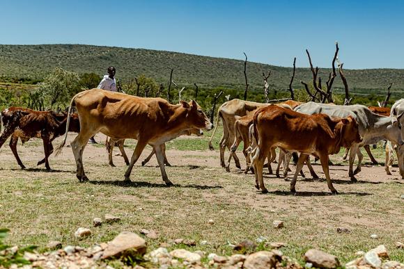Cattle are being herded by a young man