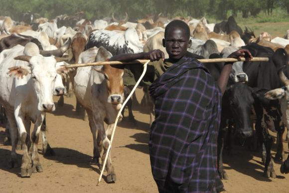 Young boy herding cows