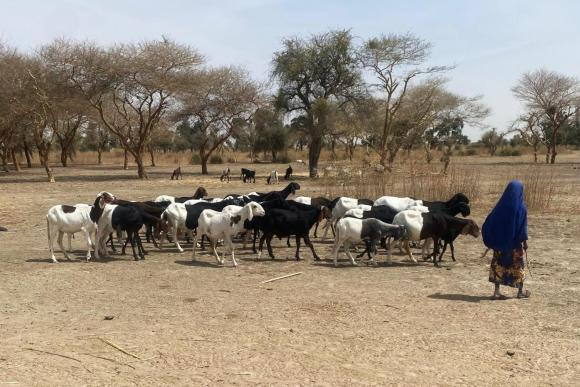 A woman tending to her sheep: one of the new livelihood activities adopted by farming households in Yobe State, Nigeria. Credit: Bilkisu A. Jamo / BOOX Community Ltd