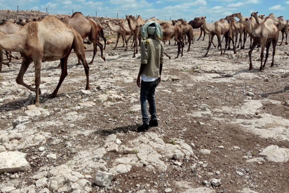 A man with his back to the camera drives a herd of camels through an arid landscape