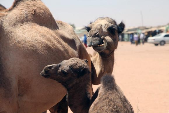 Camels on sale at Burao livestock market - Image by ILRI - CC BY-NC-ND 2.0