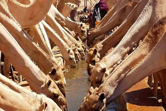 Rows of camels drink from a water trough