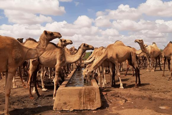 Camels drink from a trough under white clouds and blue sky