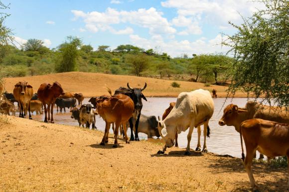 A herd of cows graze by a water source
