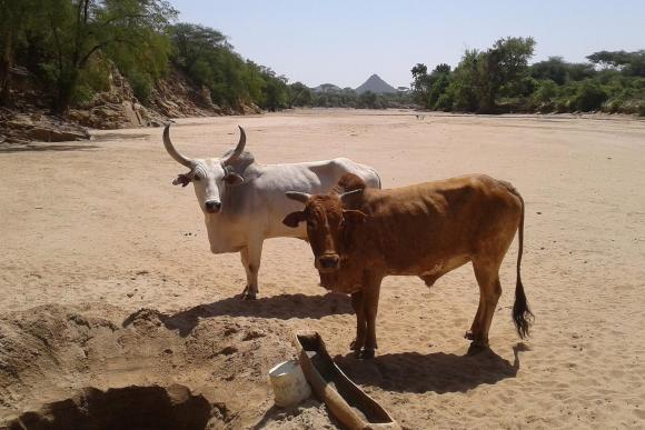 Close up of two cows standing together near a borehole in an arid landscape